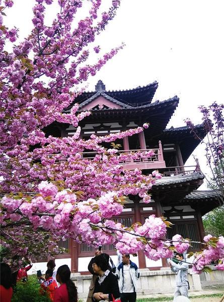 不用去外省不用去外国大西安也有最美赏花地
