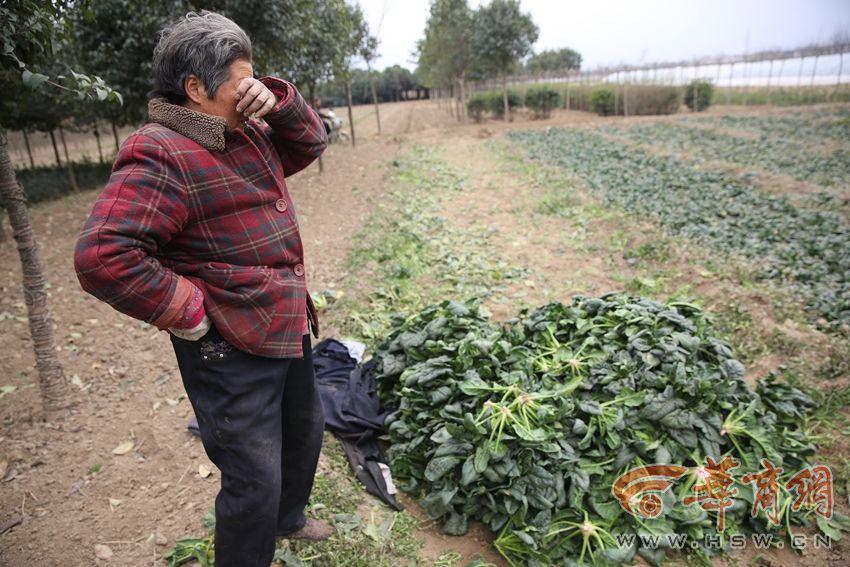 周至菠菜售价下跌 100公斤菠菜才卖26元菜农哭了