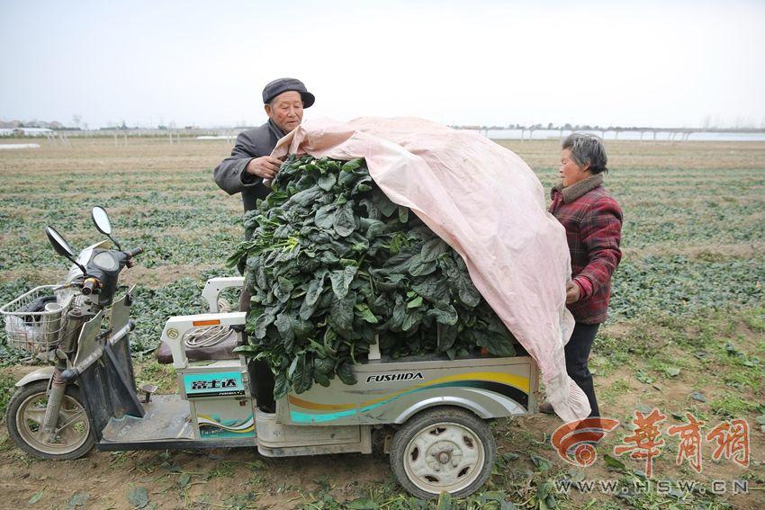 周至菠菜售价下跌 100公斤菠菜才卖26元菜农哭了【4】
