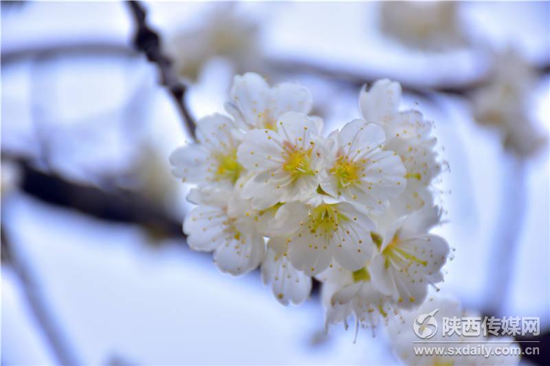 春风十里，来白河前坡赏樱桃花