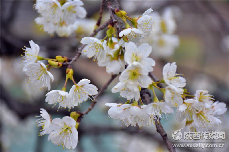 春风十里，来白河前坡赏樱桃花【2】