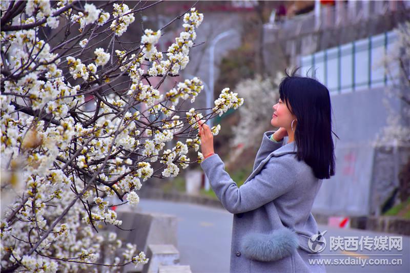 春风十里，来白河前坡赏樱桃花【6】
