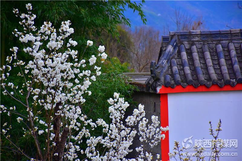 春风十里，来白河前坡赏樱桃花【3】