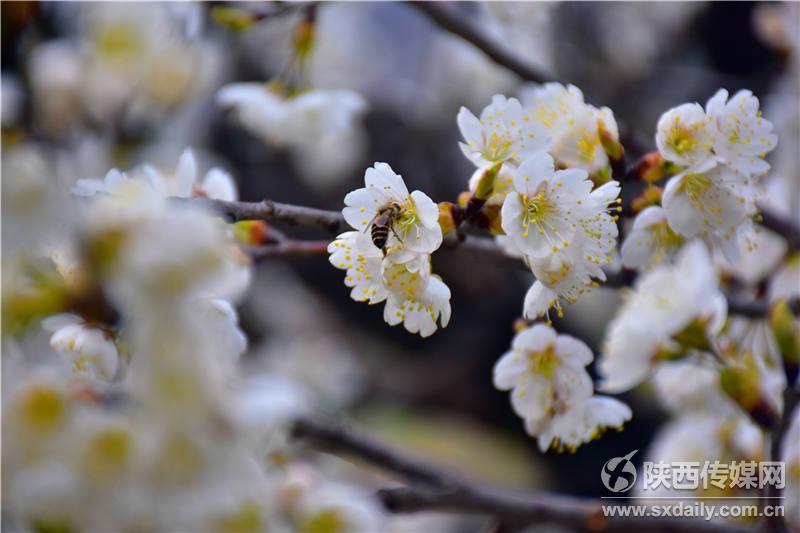 春风十里，来白河前坡赏樱桃花【4】