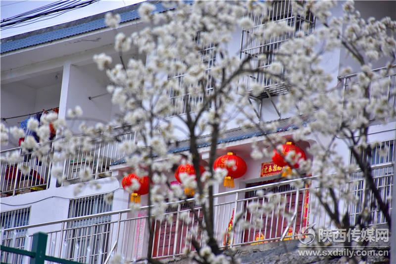 春风十里，来白河前坡赏樱桃花【9】