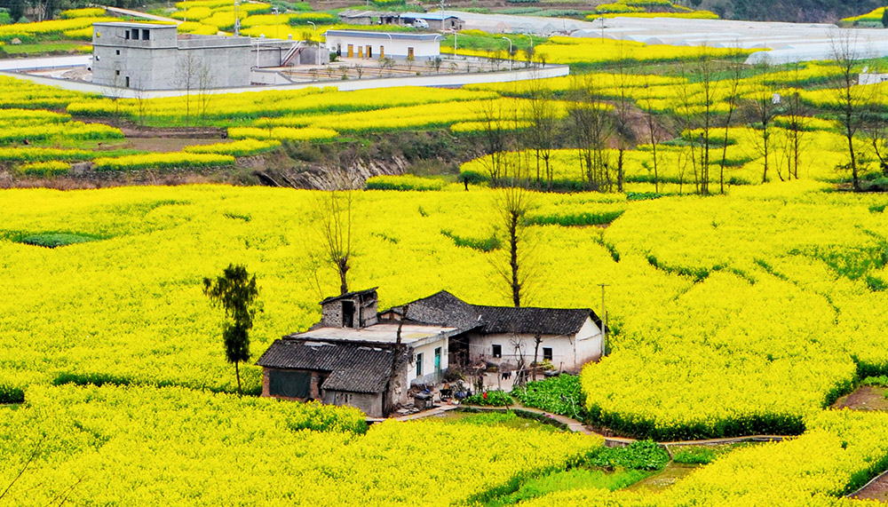 3月11日，重庆市奉节县甲高镇油菜花开，扮美民居。新华社发（郭梦墨 摄）