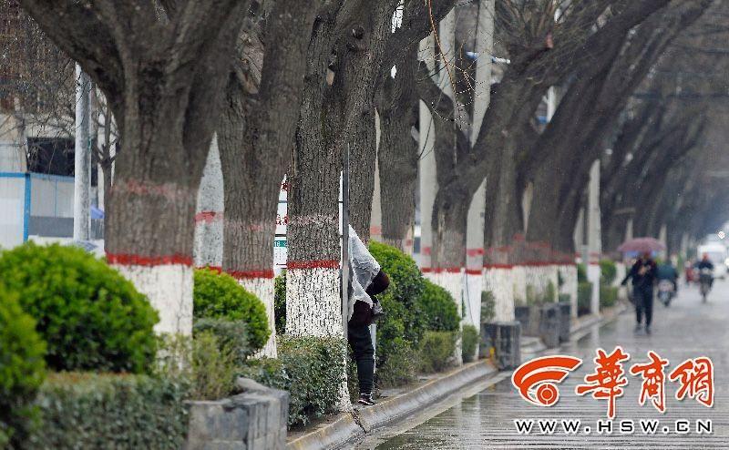 地铁九号线开建在即 洪庆208株行道树将迁移