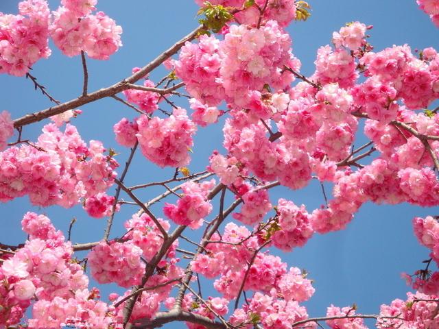 共邀西安市民赏花 豫西大峡谷“梅花观瀑节”抢先看