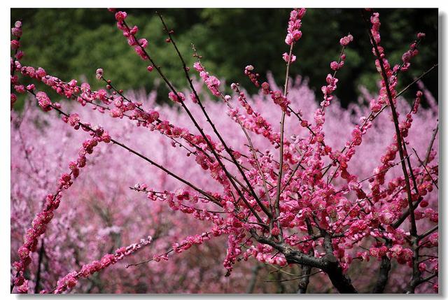 共邀西安市民赏花 豫西大峡谷“梅花观瀑节”抢先看