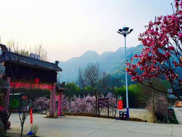 共邀西安市民赏花 豫西大峡谷“梅花观瀑节”抢先看
