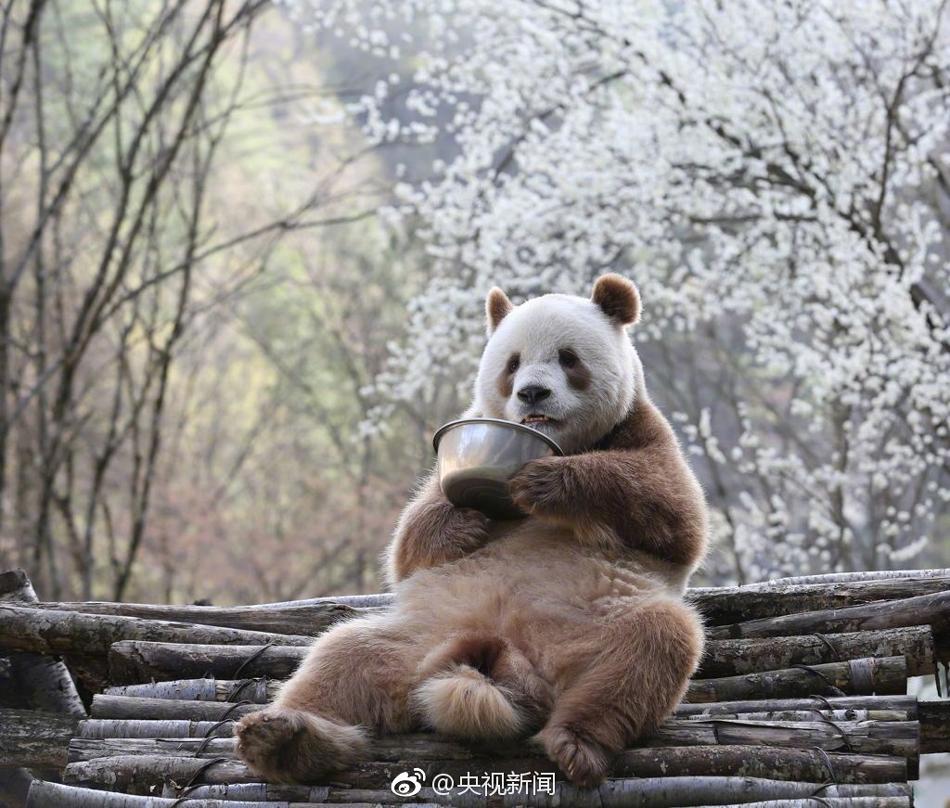 世界唯一活体棕色大熊猫七仔惬意撒欢