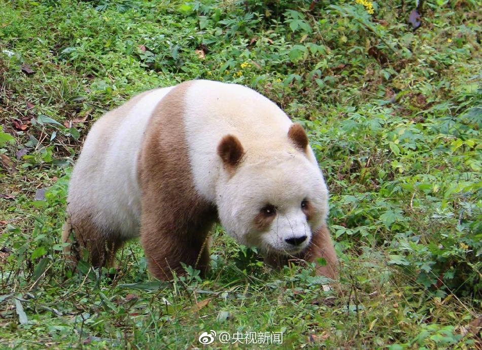 世界唯一活体棕色大熊猫七仔惬意撒欢【4】