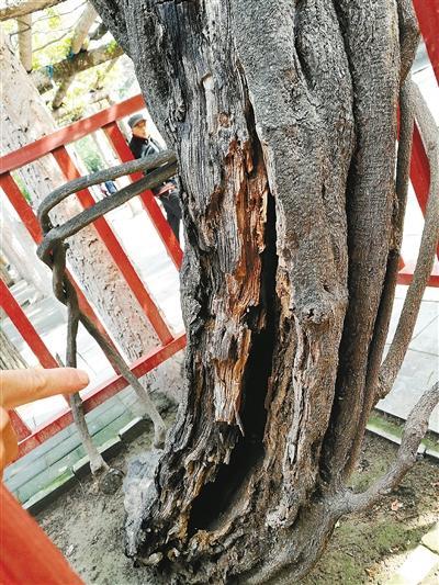 大兴善寺里300多岁的紫藤病了 树皮出现干枯【2】