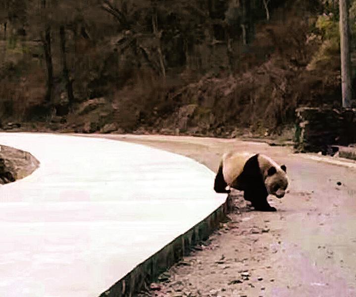 野生大熊猫进工地遛弯 佛坪农民工：它常来，不稀奇