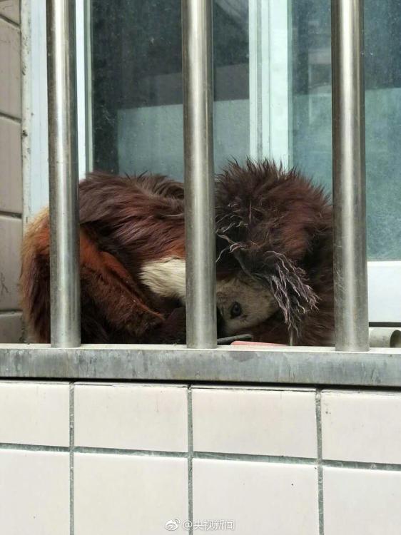 陕西一公司窗外跑来萌宠 竟是濒危物种飞猫