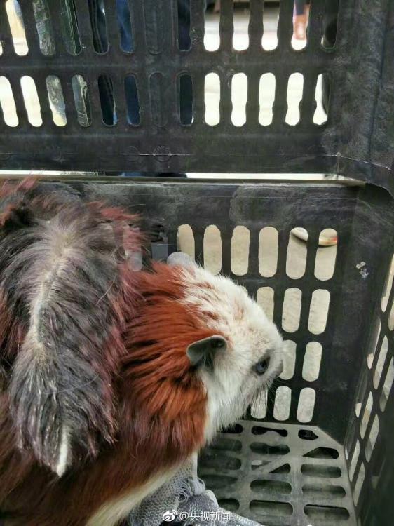 陕西一公司窗外跑来萌宠 竟是濒危物种飞猫【3】