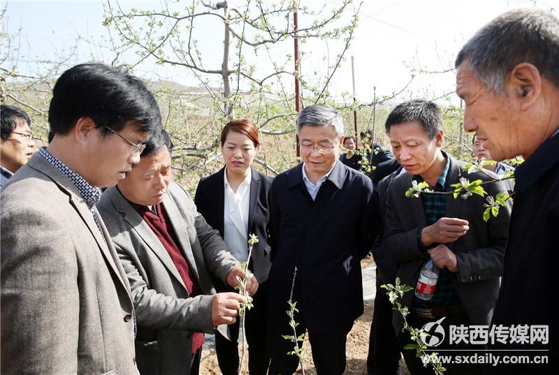 陕西省果业局局长高武斌(中),副县长王改(左三)合阳县果业局局长李龙(右二)在白家寨村听取苹果腐烂病防控示范情况