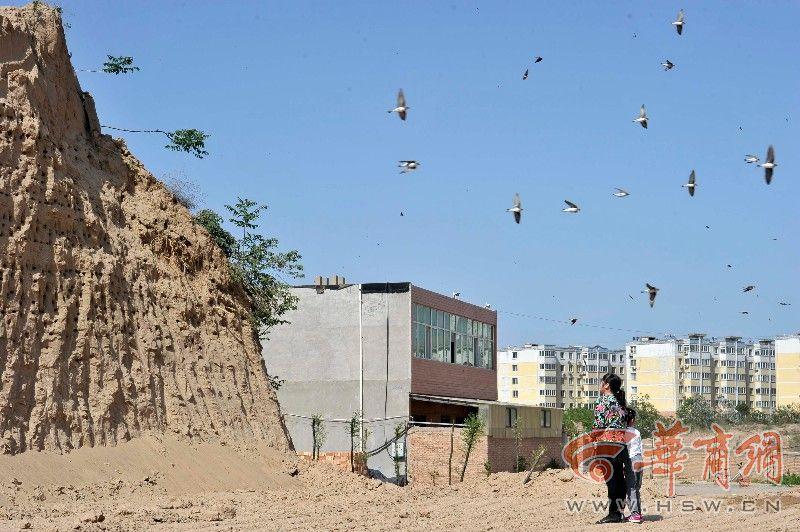 上千只崖沙燕在工地筑巢 除了毁掉没有别办法吗?【2】