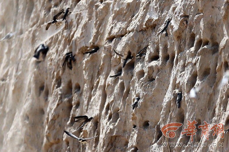 上千只崖沙燕在工地筑巢 除了毁掉没有别办法吗?【4】