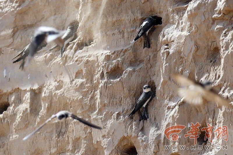 上千只崖沙燕在工地筑巢 除了毁掉没有别办法吗?【5】