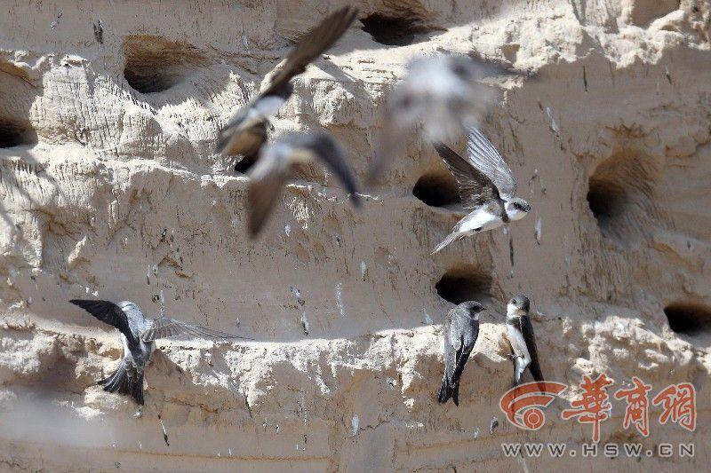 上千只崖沙燕在工地筑巢 除了毁掉没有别办法吗?【7】