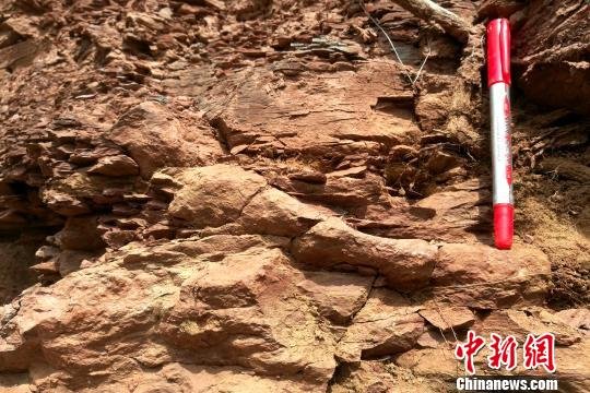 铜川发现罕见2.5亿年前远古生物陆地活动遗迹【2】