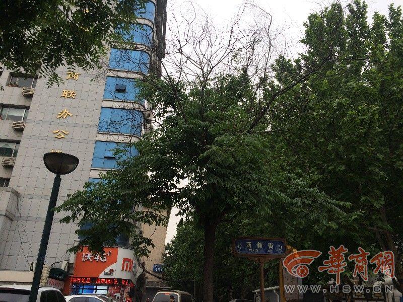 快救治！北二环40多棵杏树被介壳虫“吸干”了