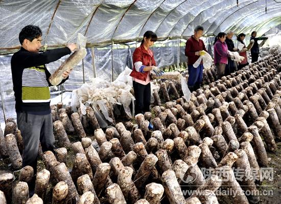 宁强县发展地栽香菇 增加群众收入促脱贫