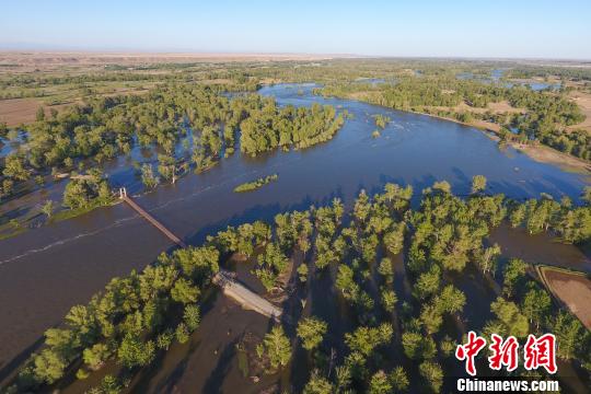 新疆兵团第十师北屯河段的河谷次生林生长最为茂密,素有“杨树基因库”美称。 陈洋 摄