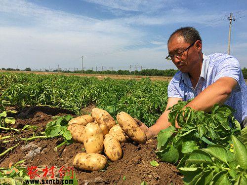 看着成片的土豆再不收就会烂在地里，白东升愁眉不展