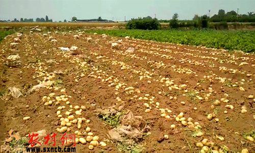 大量的土豆等待客商前来收购