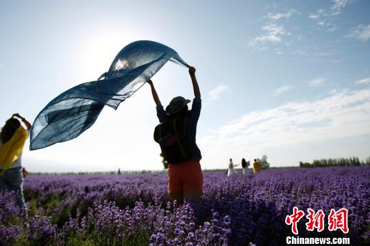 “中国薰衣草之乡”新疆霍城5万亩薰衣草花盛开游人如织