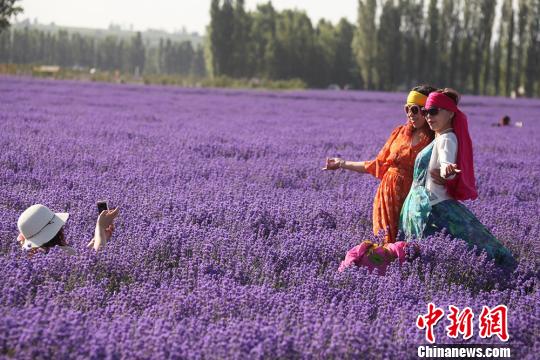 薰衣草园形成紫色的花海,香气扑鼻,令人陶醉,游客玩起自拍。 王小军 摄 薰衣草园形成紫色的花海,香气扑鼻,令人陶醉,游客玩起自拍。 王小军 摄