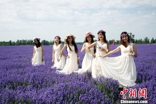 美丽的薰衣草姑娘身着长裙，在花海中摆出多种姿势。　王小军 摄