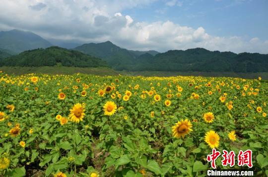 湖边向日葵花开 李万双 摄