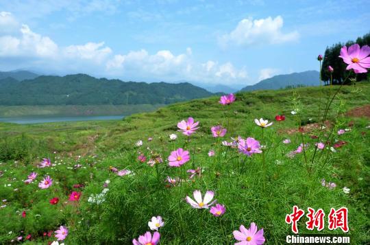 各类野花竞相绽放 李万双 摄 各类野花竞相绽放 李万双 摄
