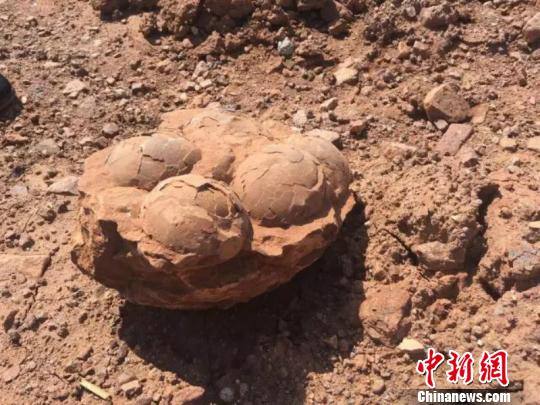 浙江江山发现5枚恐龙蛋化石