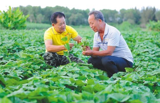 9月15日，杨英春（左）在田间教村民地瓜种植技术。