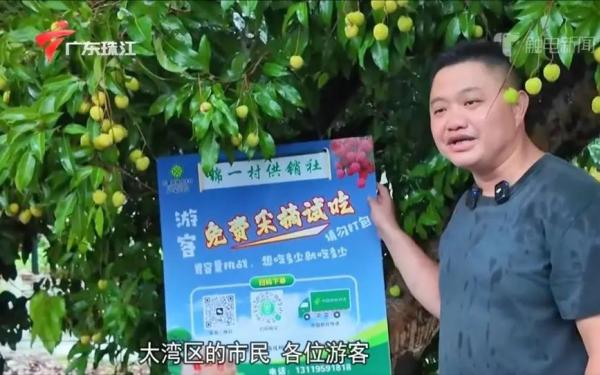 小荔枝撬动大产业，兵支书黄润财借“荔”发力绘就乡村振兴新气象