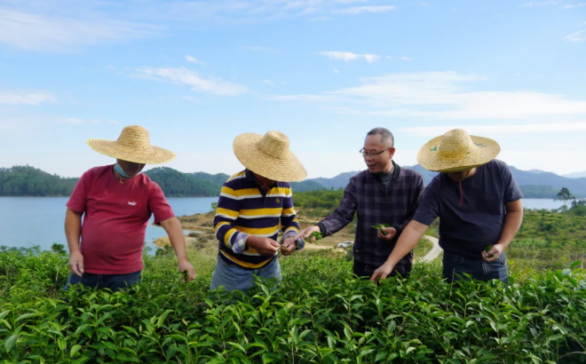 退役军人梁小汕：褪戎装未褪本色 一片丹心献茶园